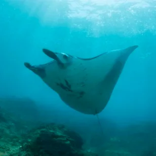 Manta Ray glide through the ocean current